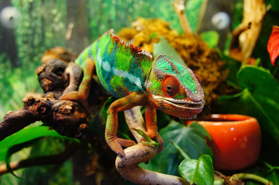 The Chameleon: These Creatures Can Change Colours, But Why Do They Really Do This? The Answer May Surprise You
