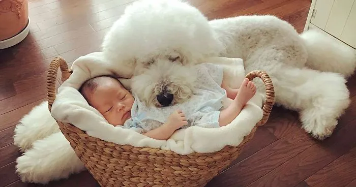 Family's 3 Poodles Have A Special Bond With Their Little Brother And Sister (30 Pics)