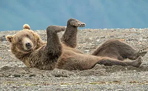 12 Best Entries So Far In The Comedy Wildlife Photography Awards 2020