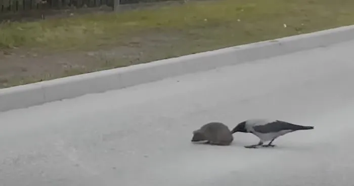 This Crow Appears To Be Helping A Hedgehog Cross The Street