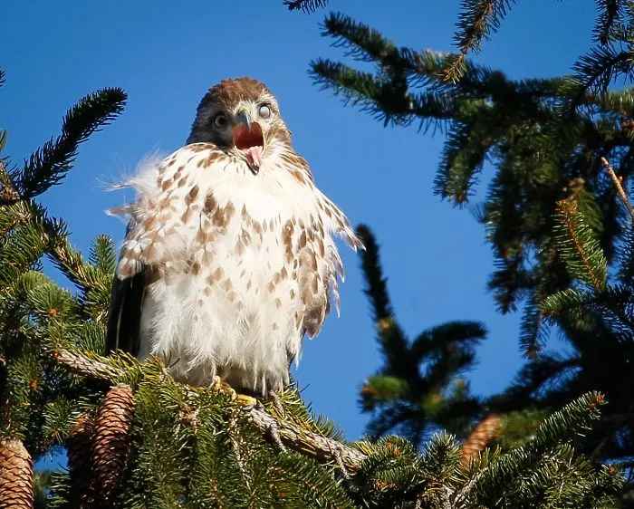 Some Get Magestic Hawk Shots... I Get These