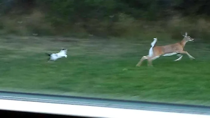 The Beautiful Whitetail Deer. Full Of Grace... And Our Idiot Cat Who Mistook Her For My Dog And Decided To Give Chase