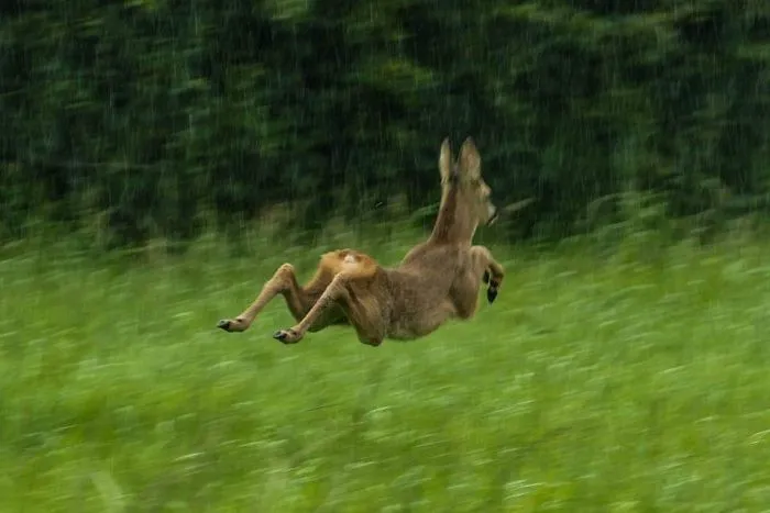 Tried To Get The Perfect Picture Of A Deer In The Rain. Instead I Get A Picture Of It Bolting, And It Looks Like It Has A Bird Nest With A Single Egg Instead Of An Ass