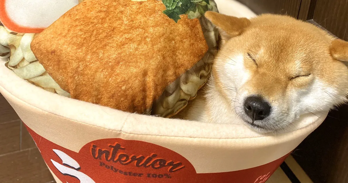 Pet Owners Are Buying Cup Noodle Beds For Their Pets And The Pics Are Ridiculously Cute