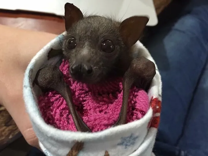 Tiny Baby Bat