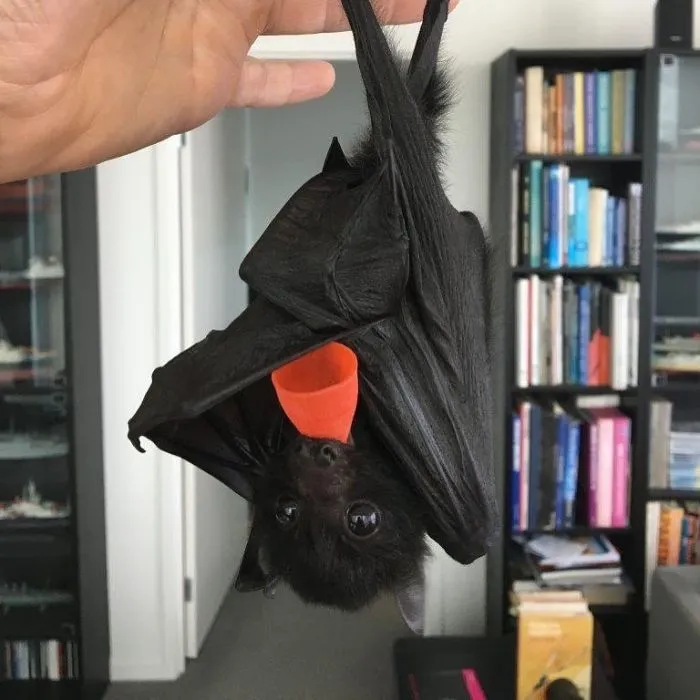 Just Hanging There