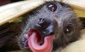 A Bat Rescue Organization Posted These 40 Pics Of Bats Being Cute To Show How Harmless They Actually Are