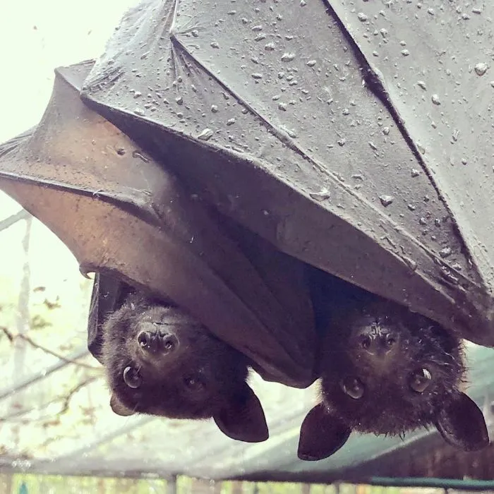 Hiding From Rain