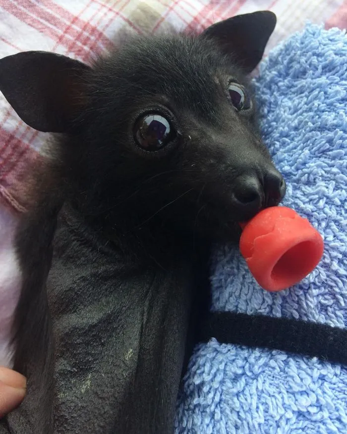 Wide-Eyed Baby