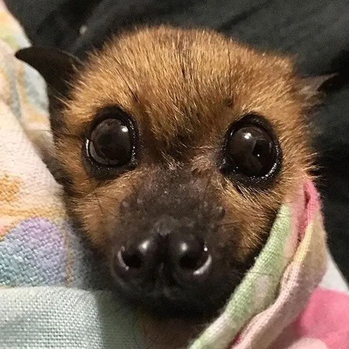 Cutest Tiny Dracula