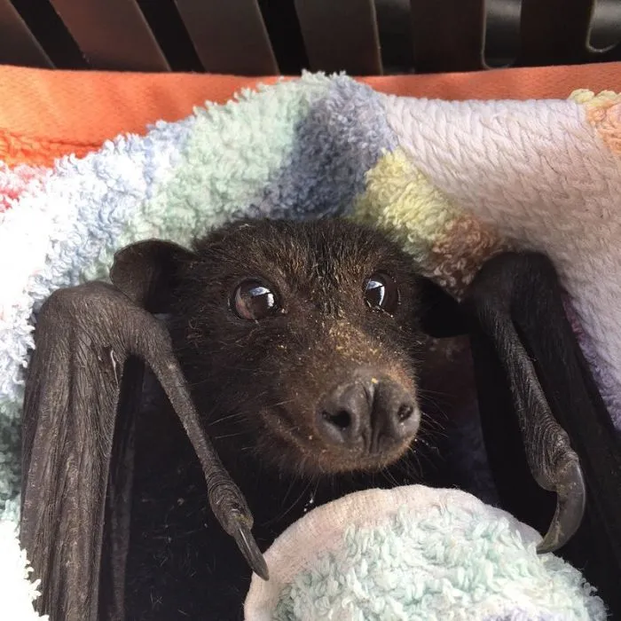 Cozy Nap