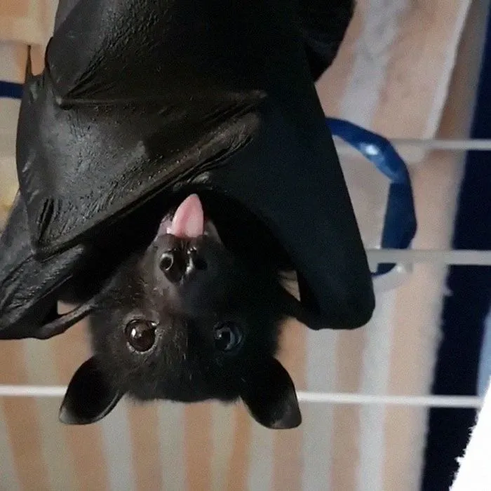 Cutest Blep