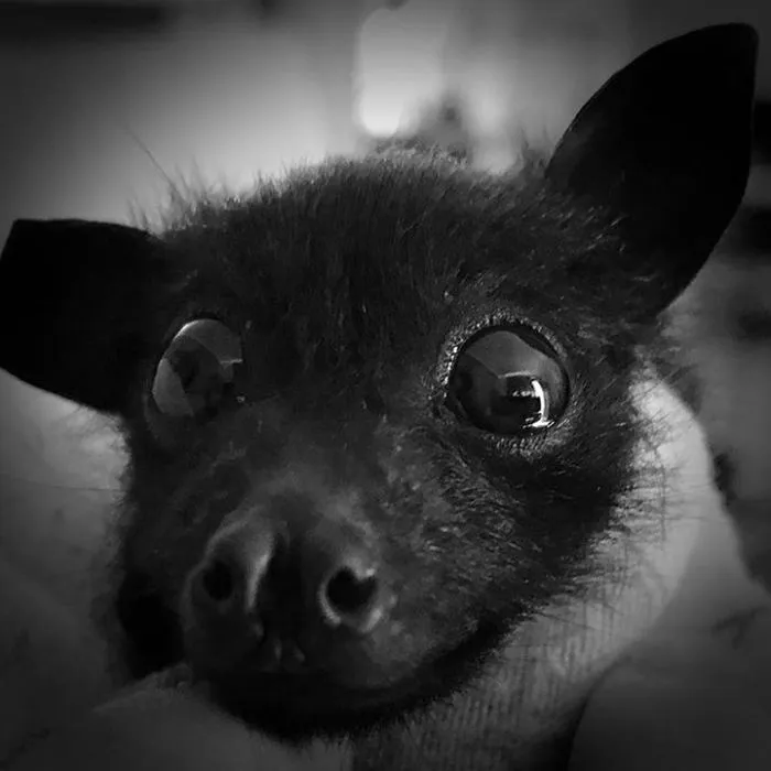 Baby Bat's Portrait