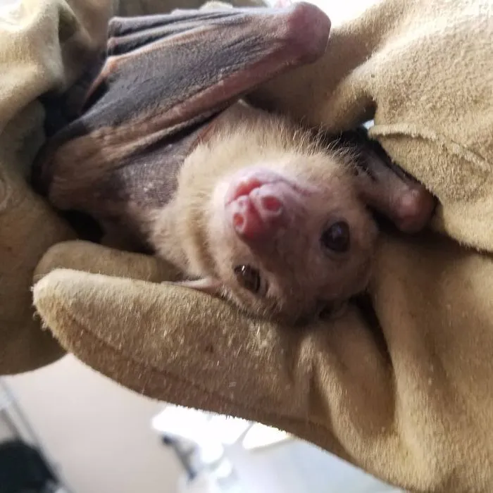 Henlo!