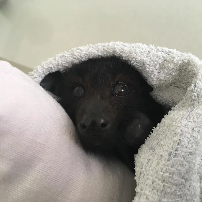 Too Cozy