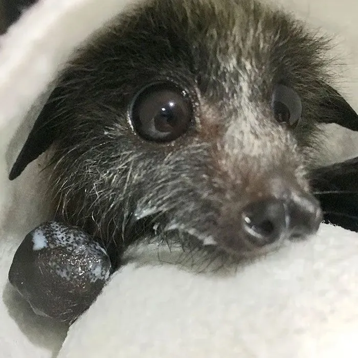 Adorable Puppy Eyes