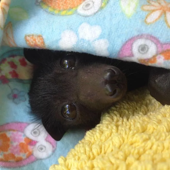 Peek-A-Boo