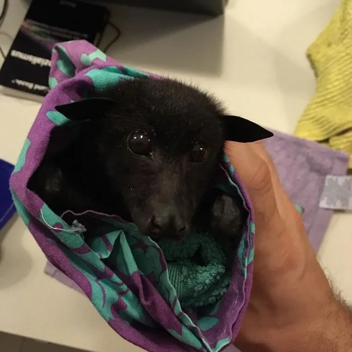 Bat Burrito