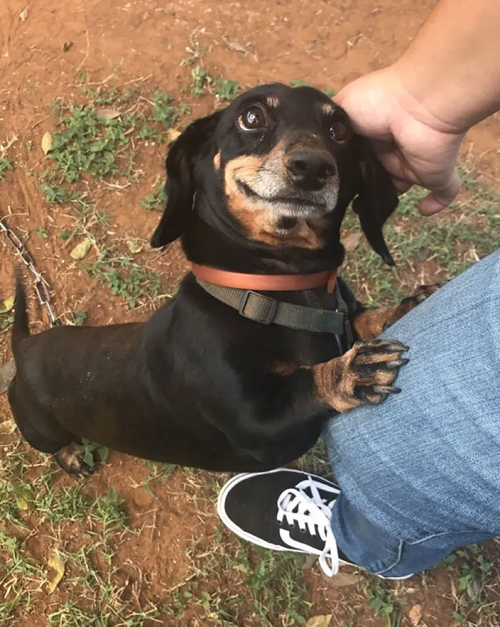 No nos merecemos a los perros