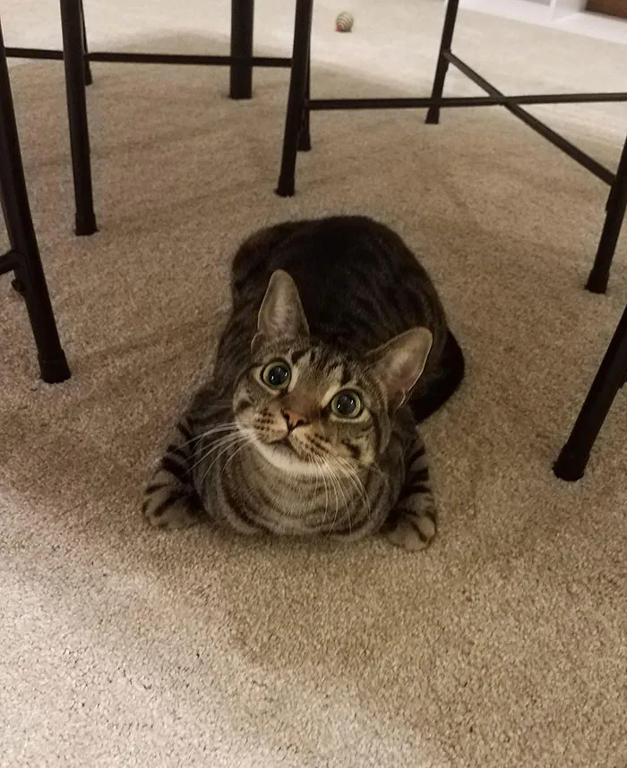 I Tried To Take A Funny Picture Of Her Chicken Wing Loaf But She Looked At Me And I Got The Sweetest Photo