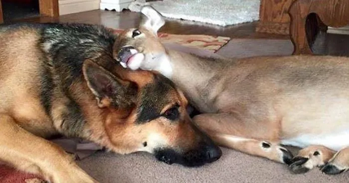 Kind-Hearted Dog Surprises Owner By Comforting The Orphaned Fawns She Rescues