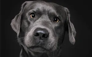 I Photographed These 20 Adorable Dogs And They’re Checking Up On How You’re Doing