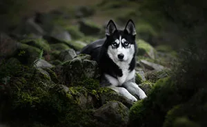 I Combined My Two Favorite Things, Dogs And Nature, To Create These Magical Photos (49 Pics)