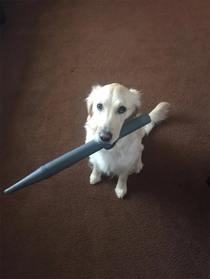 This Golden Retriever Picks Up Random Objects When She’s Not Getting Enough Attention (18 Photos)