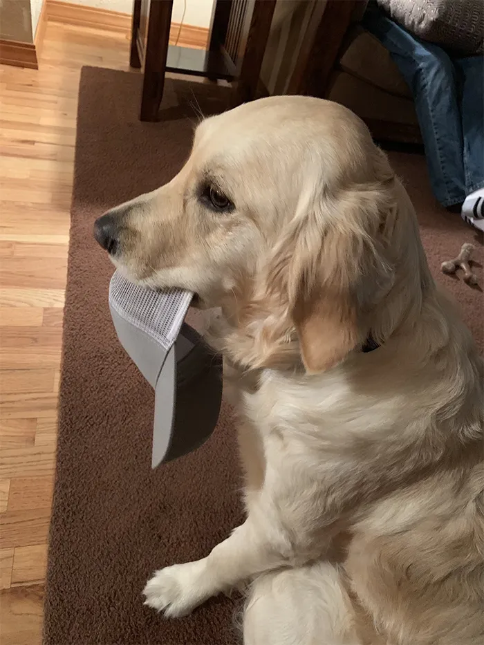 This Golden Retriever Picks Up Random Objects When She’s Not Getting Enough Attention (18 Photos)