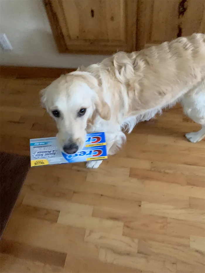 This Golden Retriever Picks Up Random Objects When She’s Not Getting Enough Attention (18 Photos)