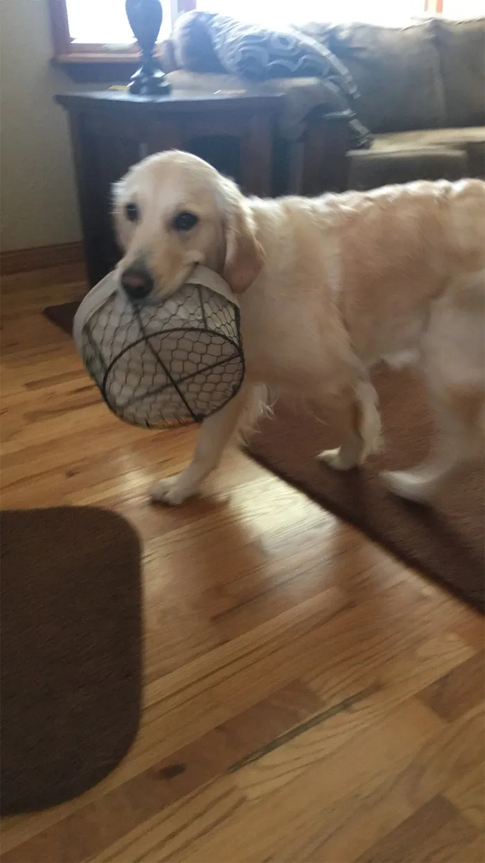 This Golden Retriever Picks Up Random Objects When She’s Not Getting Enough Attention (18 Photos)