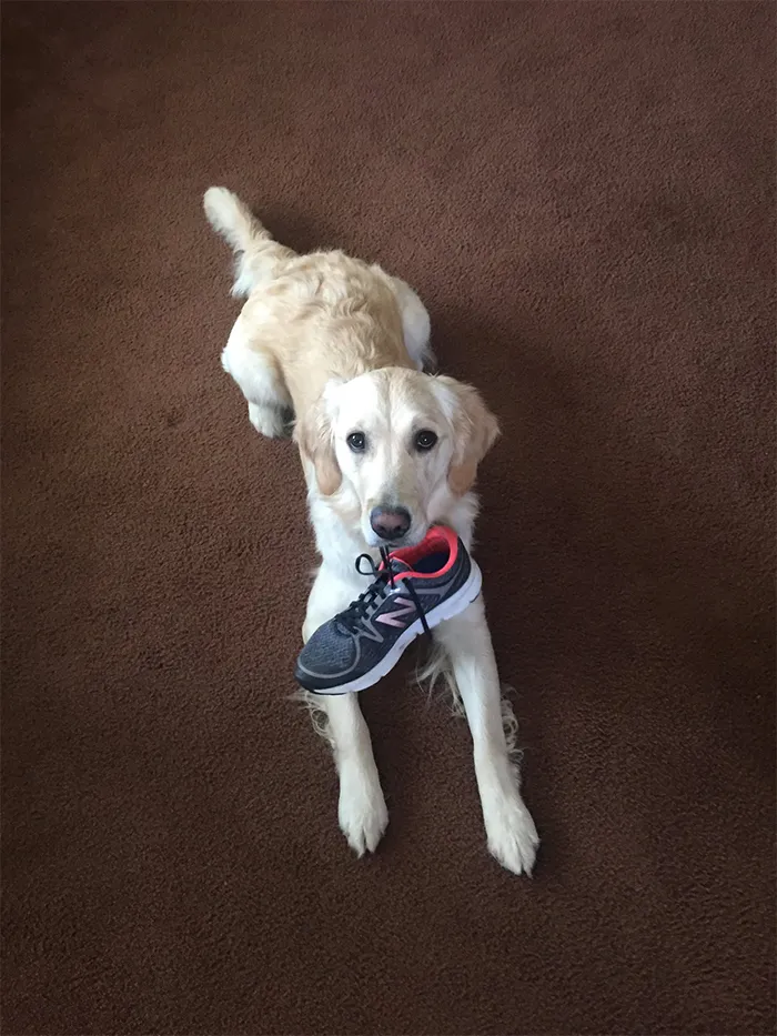 This Golden Retriever Picks Up Random Objects When She’s Not Getting Enough Attention (18 Photos)