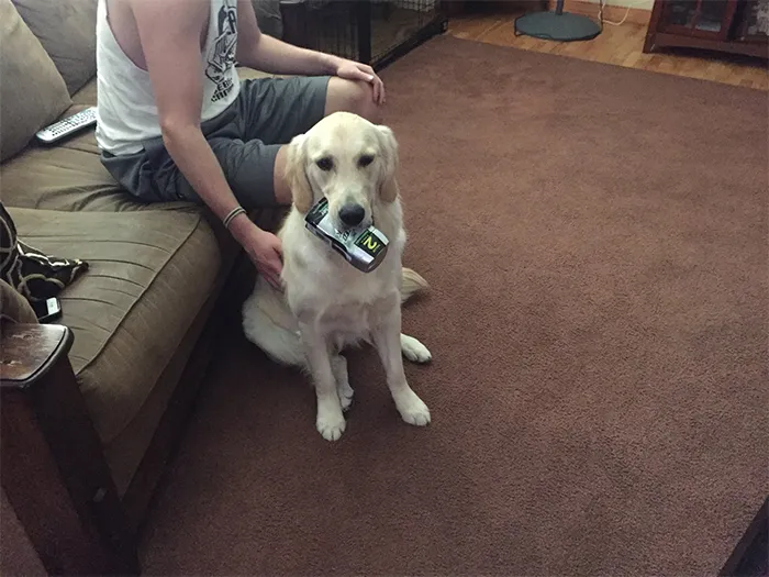 This Golden Retriever Picks Up Random Objects When She’s Not Getting Enough Attention (18 Photos)