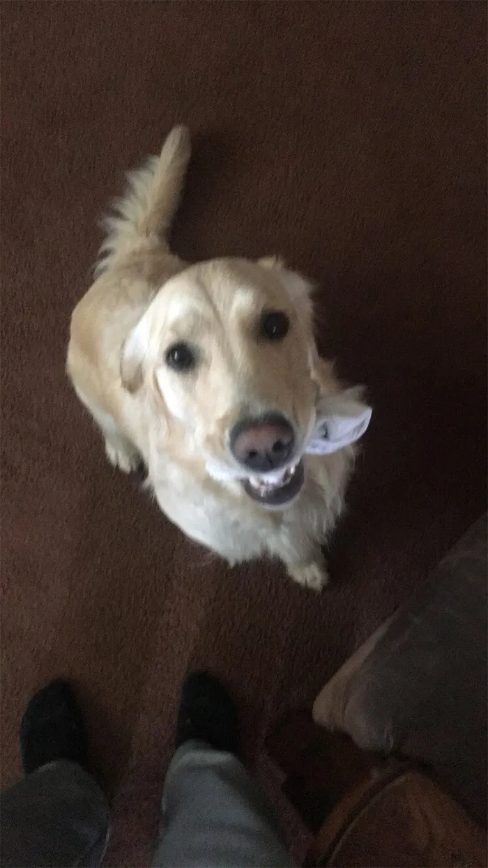 This Golden Retriever Picks Up Random Objects When She’s Not Getting Enough Attention (18 Photos)
