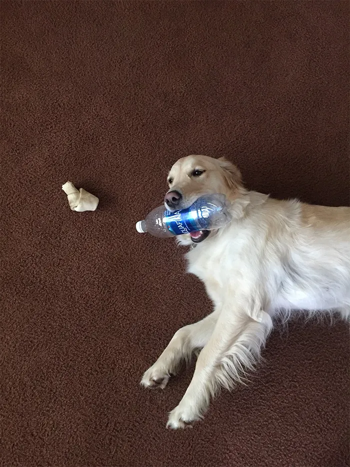 This Golden Retriever Picks Up Random Objects When She’s Not Getting Enough Attention (18 Photos)