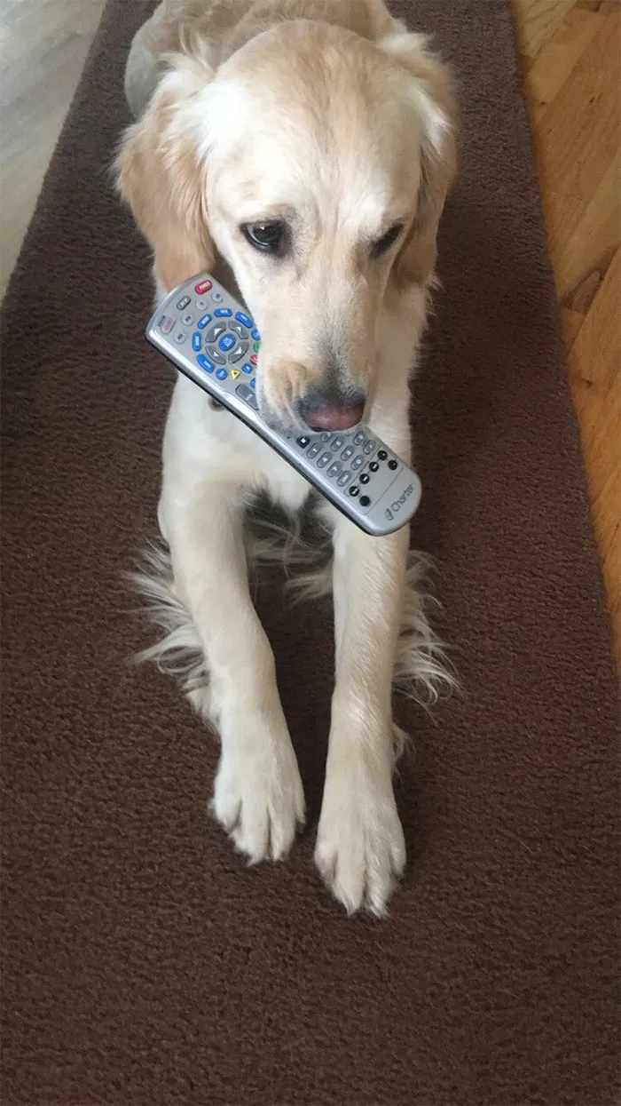 This Golden Retriever Picks Up Random Objects When She’s Not Getting Enough Attention (18 Photos)