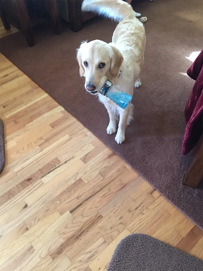 This Golden Retriever Picks Up Random Objects When She’s Not Getting Enough Attention (18 Photos)