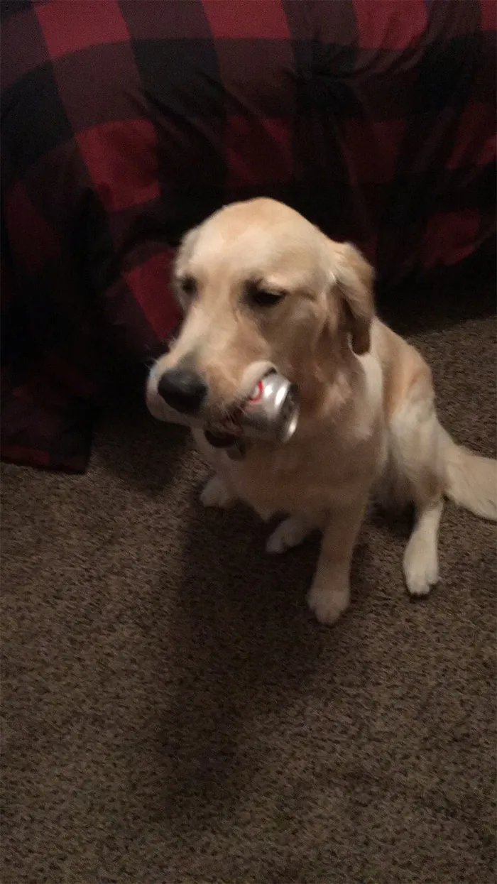This Golden Retriever Picks Up Random Objects When She’s Not Getting Enough Attention (18 Photos)