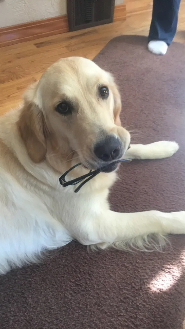 This Golden Retriever Picks Up Random Objects When She’s Not Getting Enough Attention (18 Photos)