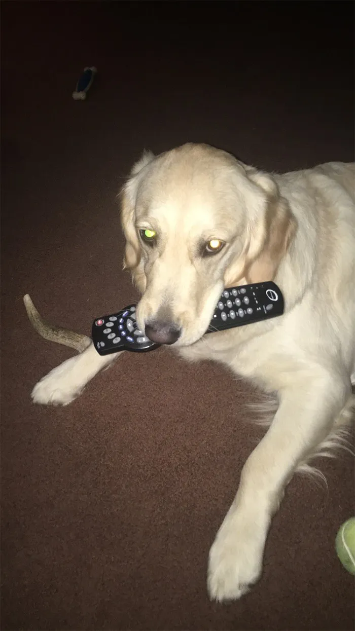 This Golden Retriever Picks Up Random Objects When She’s Not Getting Enough Attention (18 Photos)