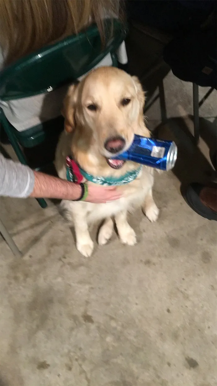 This Golden Retriever Picks Up Random Objects When She’s Not Getting Enough Attention (18 Photos)