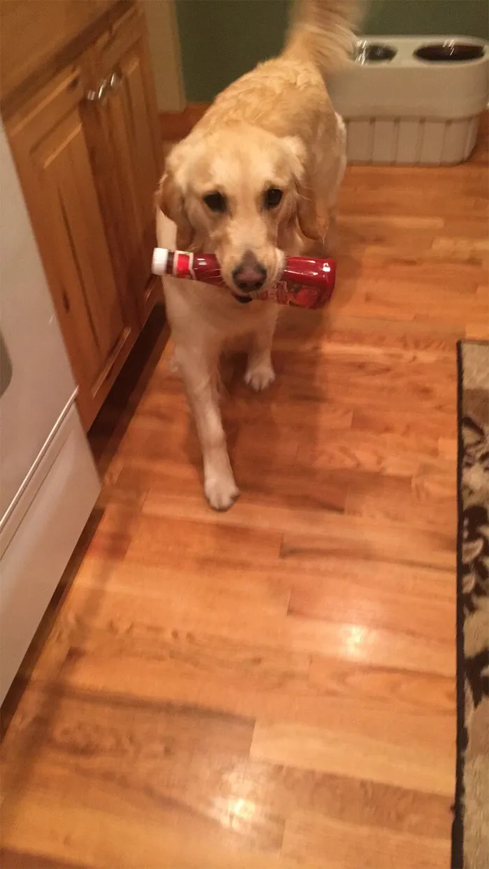 This Golden Retriever Picks Up Random Objects When She’s Not Getting Enough Attention (18 Photos)