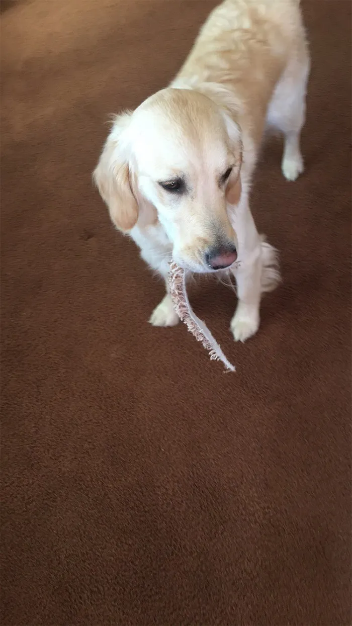 This Golden Retriever Picks Up Random Objects When She’s Not Getting Enough Attention (18 Photos)