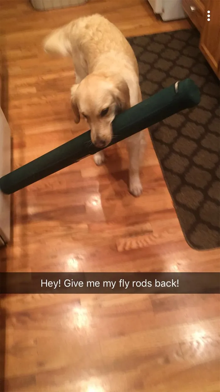 This Golden Retriever Picks Up Random Objects When She’s Not Getting Enough Attention (18 Photos)