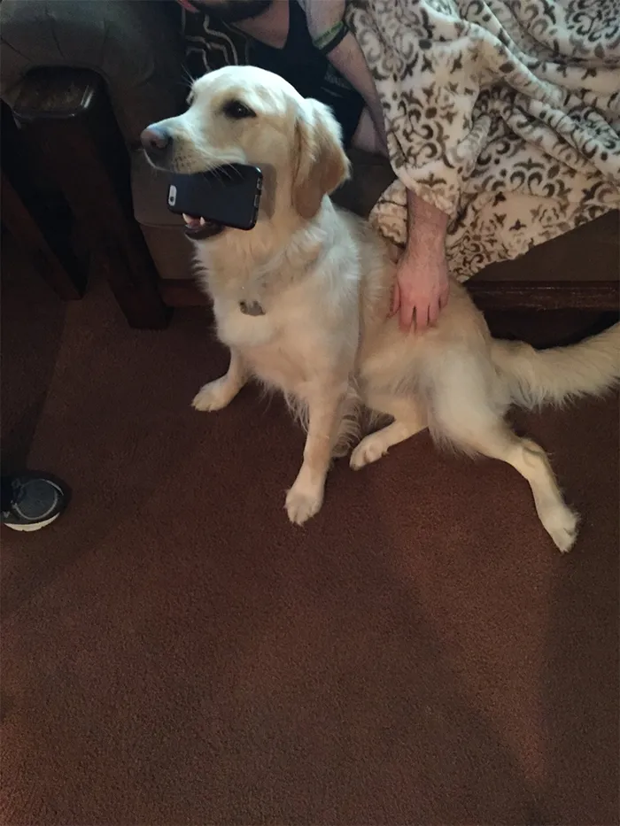 This Golden Retriever Picks Up Random Objects When She’s Not Getting Enough Attention (18 Photos)