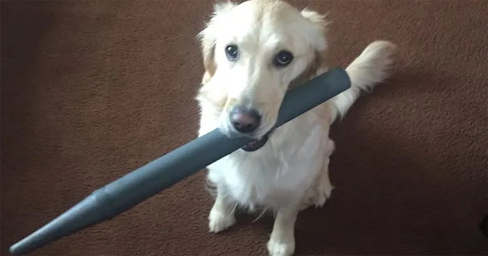 This Golden Retriever Picks Up Random Objects When She’s Not Getting Enough Attention (18 Photos)