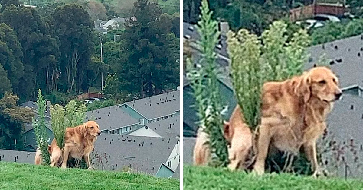 Este hombre preguntó si otros perros también hacen caca en posturas extrañas como el suyo, y recibió 35 fotos como respuesta