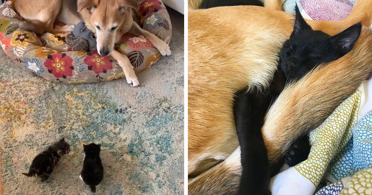 Este perro cuida de los gatitos rescatados en este refugio, y aquí tienes 30 fotos para mostrar su amor infinito