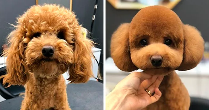 31 Dogs That Look Almost Unrecognizable After Seeing These Groomers