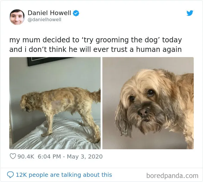 Mi madre ha intentado cortarle el pelo al perro hoy, y no creo que vuelva a confiar en un humano